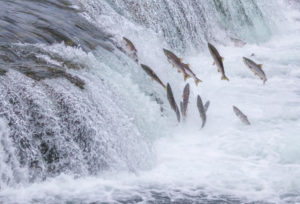 It's Fishing Season In Kodiak!