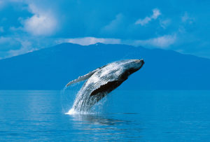 See Whales In The Blue Sea Around Kodiak Island
