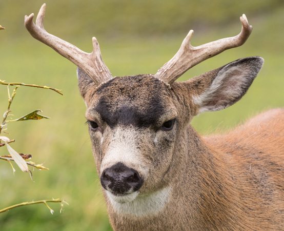 deer-hunting-kodiak