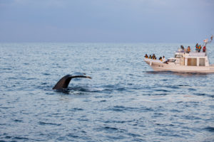 Disneyland Hotel whale