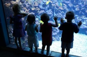 Disneyland Hotel Aquarium