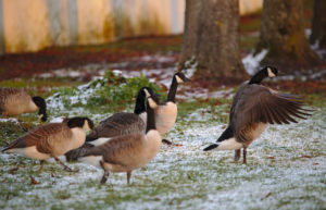 Disneyland Hotel Goose